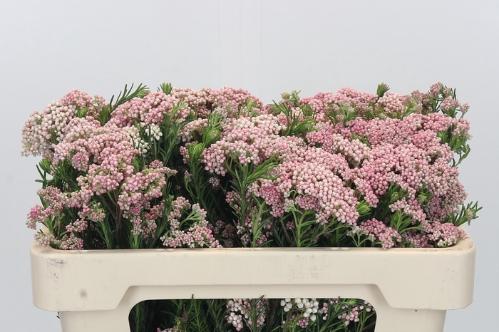 Ozothamnus 'Cooks Tall Pink'