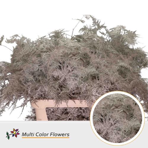 Asparagus overig kleurbehandeld H%