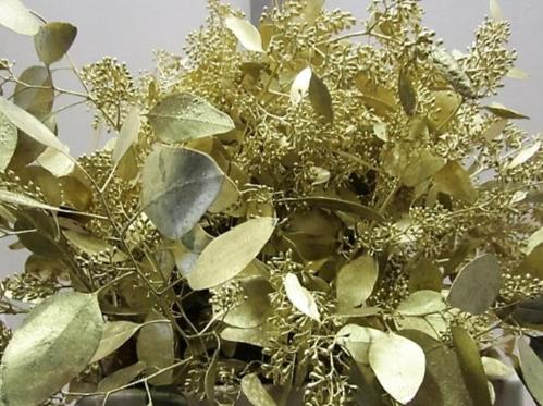 Eucalyptus kleurbehandeld per bos H%