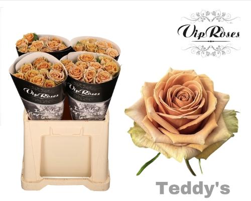 Rosa grootbloemig Teddy's