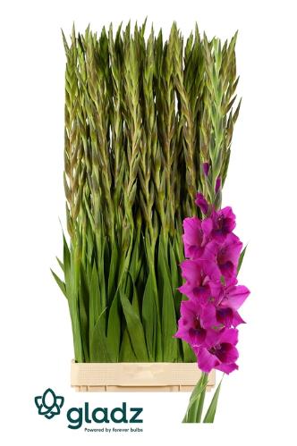Gladiolus (Large-flowered Grp) 'Mystic Magenta'