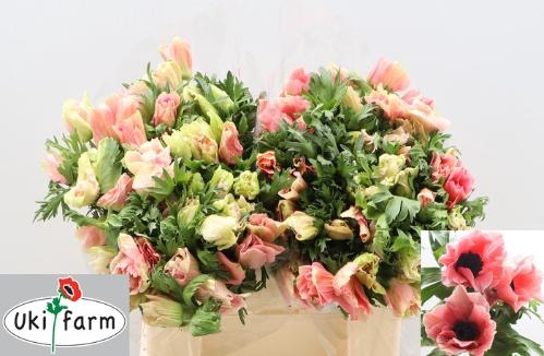 Anemone coronaria overig