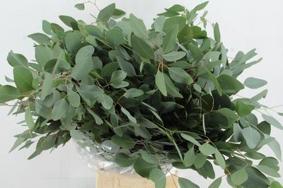 Eucalyptus per bos overig blad