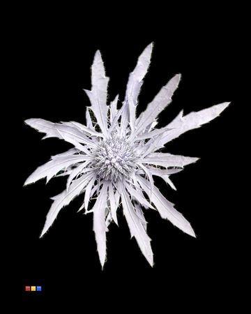 Eryngium alpinum kleurbehandeld H%