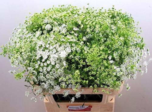 Ammi majus