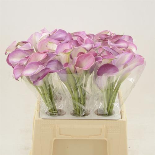 Zantedeschia 'Denver'
