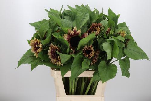 Helianthus overig
