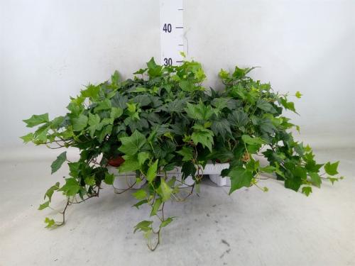 Hedera helix 'Green Ripple'