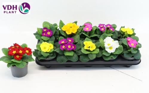 Primula Acaulis Grp Paradiso Mid-Early gemengd