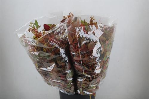 Eucalyptus polyanthemos (fruit) kleurbehandeld per bos H%