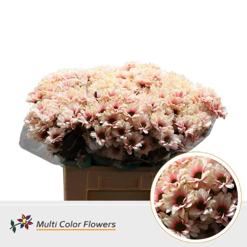 Chrysanthemum Indicum Grp tros kas kleurbehandeld H%