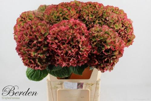 Hydrangea macrophylla Glowing Alps (classic)