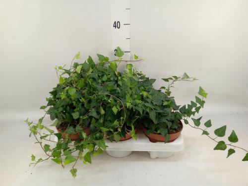 Hedera helix 'Anna'
