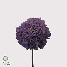 Scabiosa stellata
