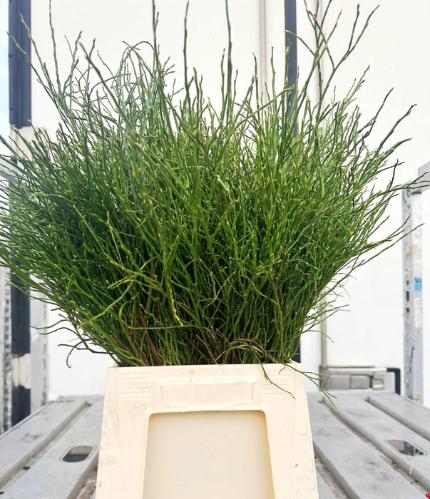 Vaccinium myrtillus per bos