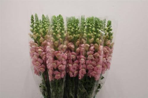 Antirrhinum majus overig