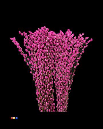 Salix H%
