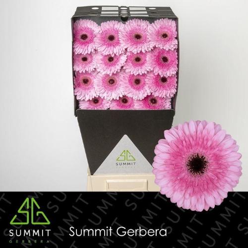 Gerbera grootbloemig Pre-Semmy