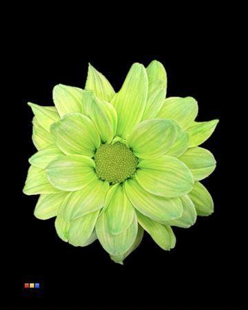 Chrysanthemum Indicum Grp tros kas kleurbehandeld H%
