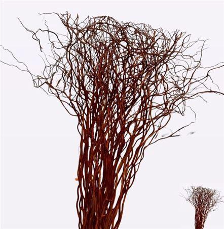 Salix 'Golden Curls'