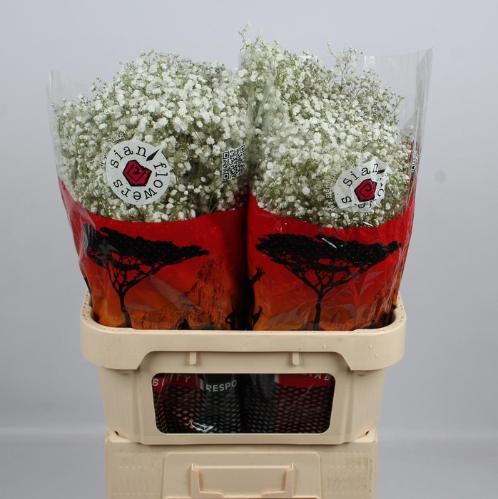 Gypsophila paniculata Xlence