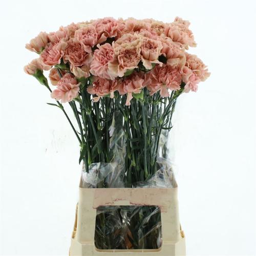 Dianthus standaard Caramel