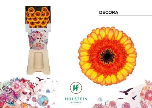 Gerbera mini Decora