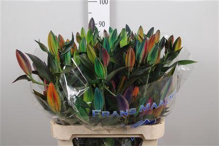 Lilium Oriental Grp kleurbehandeld H%