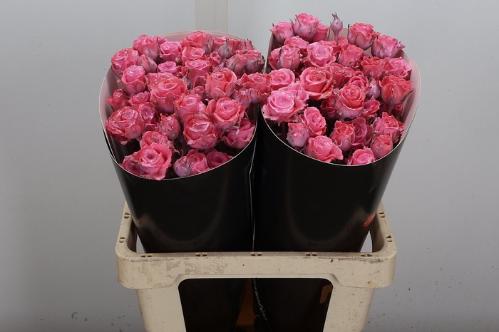 Rosa grootbloemig gewaxt H%