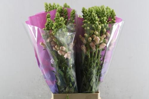 Antirrhinum majus 'Potomac Pink'