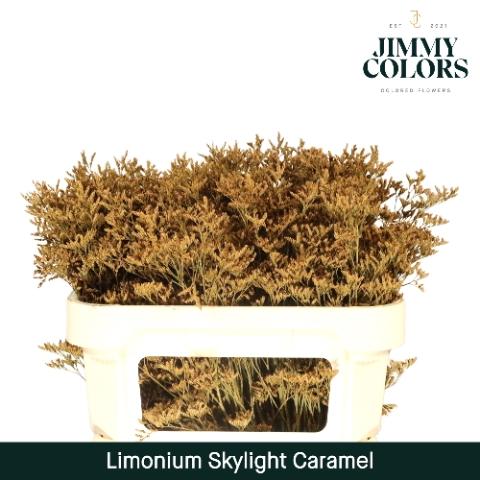 Limonium overig kleurbehandeld H%