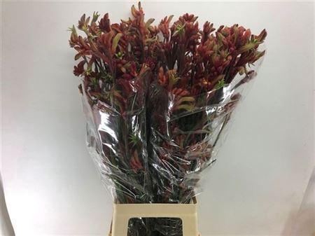 Anigozanthos 'Rampaging Roy Slaven'