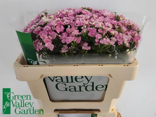 Dianthus barbatus 'Amazon Rose Magic'
