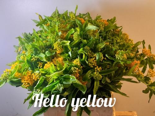 Asclepias tuberosa 'Hello Yellow'