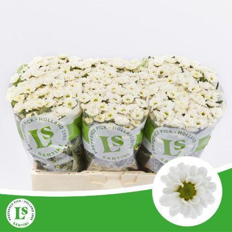 Chrysanthemum Indicum Grp tros santini 'Rossi White'