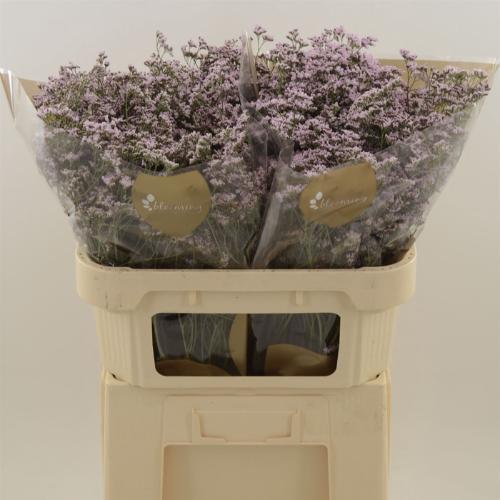 Limonium Safora Oshi Pink