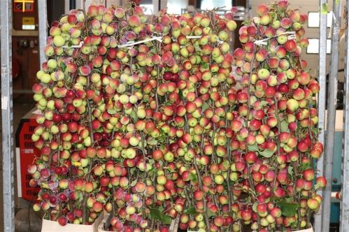 Siervruchten per tak Malus overig