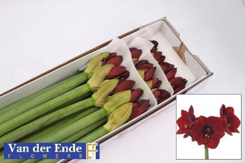 Hippeastrum Galaxy Grp 'Royal Velvet'