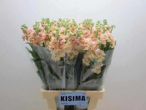Matthiola incana 'Iron Apricot'