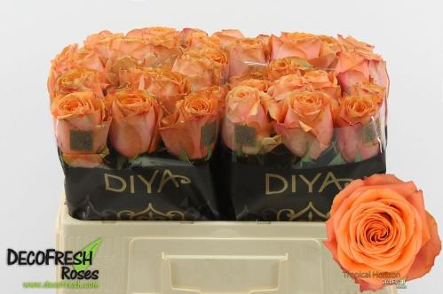 Rosa grootbloemig Tropical Horizon