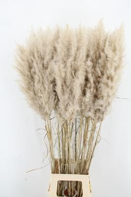Cortaderia overig