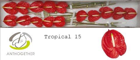 Anthurium Andreanum Grp 'Tropical'