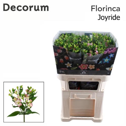 Alstroemeria florinca Joy Ride