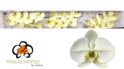Phalaenopsis per bloem Limon Bella