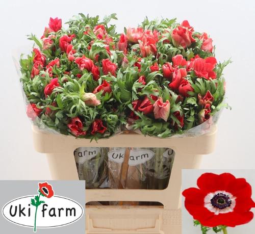 Anemone coronaria 'Galil Rood'