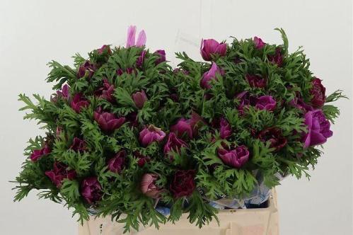 Anemone coronaria Carillon Pink