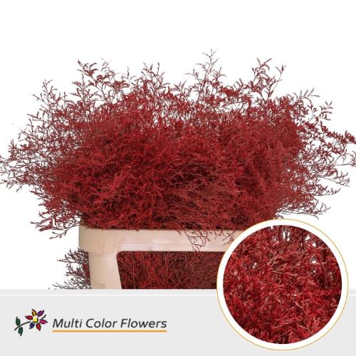 Limonium overig kleurbehandeld H%