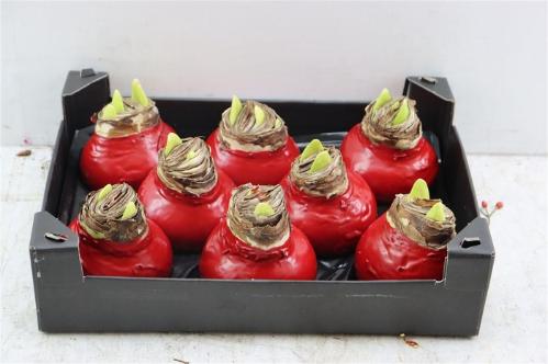 Hippeastrum bol gewaxt H%