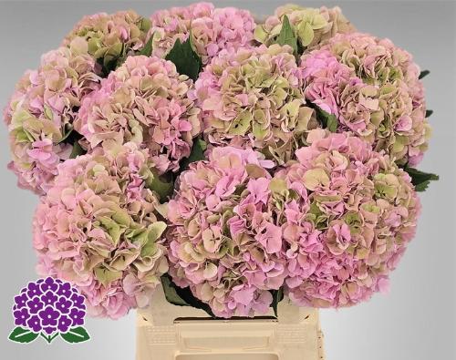 Hydrangea macrophylla Royal Symphony (classic)