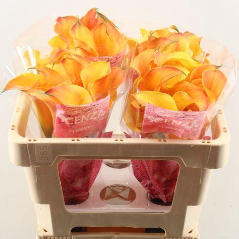 Zantedeschia 'Captain Odeon'